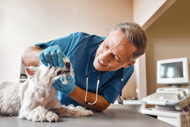 Best Emergency Treatment for Dental Infections or Abscesses in Prces Lakes, IN